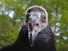 Dying Vulture