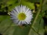 Aster