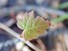 Baby Maple tree