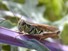 Grasshopper