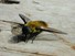 Fly