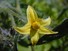 Tomato flower