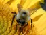 Bumblebee on Sunflower