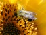 Bumblebee on Sunflower