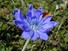 Chicory