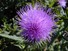 Thistle flower