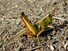 Grasshopper