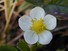 Strawberry flower