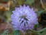 Red Clover