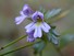 Eyebright