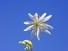 Stitchwart