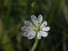 Stitchwart