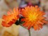 Indian Paintbrush