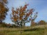 Ure Pear tree