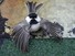 Chickadee