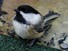 Chickadee