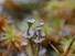 Lichen