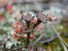 Lichen