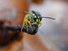 Hornet on Pear stem