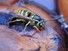Hornet on Pear