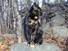 Smudge
