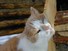 Tom