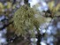 Lichen
