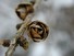 Tamarack cone