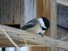 Chickadee