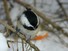 Chickadee