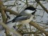 Chickadee