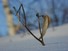 Dead Milkweed in snow
