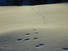 Paw prints in snow