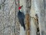Pileated Woodpecker