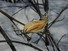 Milkweed seed pod