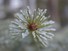 Iced Spruce