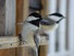 Chickadees