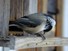 Chickadee