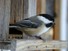 Chickadee