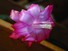 Cactus flower