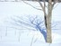 Shadow of a Chestnut tree