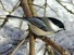 Chickadee