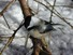 Chickadee