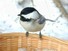 Chickadee on a basket
