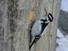 Hairy Woodpecker