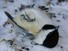 Stunned Chickadee