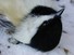 Stunned Chickadee