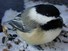 Stunned Chickadee
