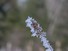 Frosted Steeplebush