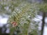Iced Balsam Fir
